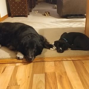 Meet your Posher, Alice